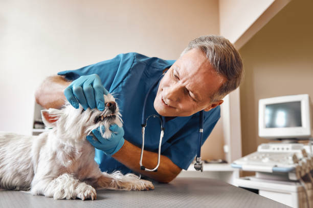 Best Emergency Tooth Extraction in Hiller, PA